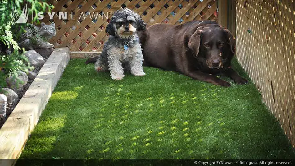 artificial-grass-safe-for-pets-005.jpg.webp