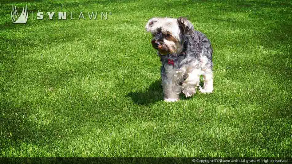 artificial-grass-safe-for-pets-009.jpg.webp