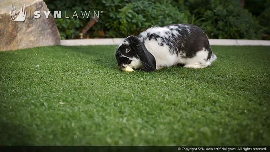 artificial-grass-safe-for-pets-030.jpg.webp