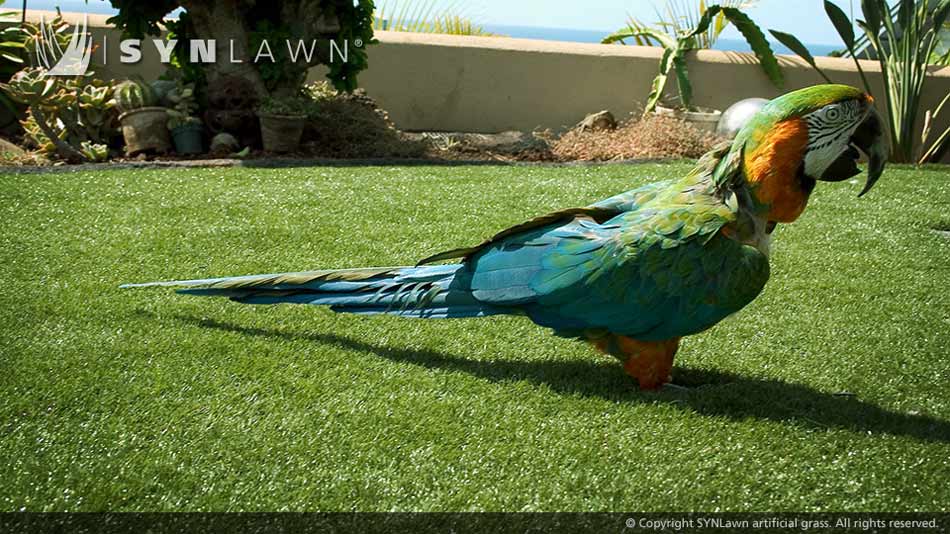 service single images