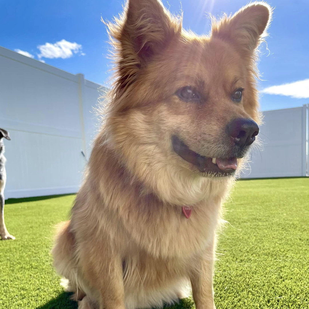 service single images