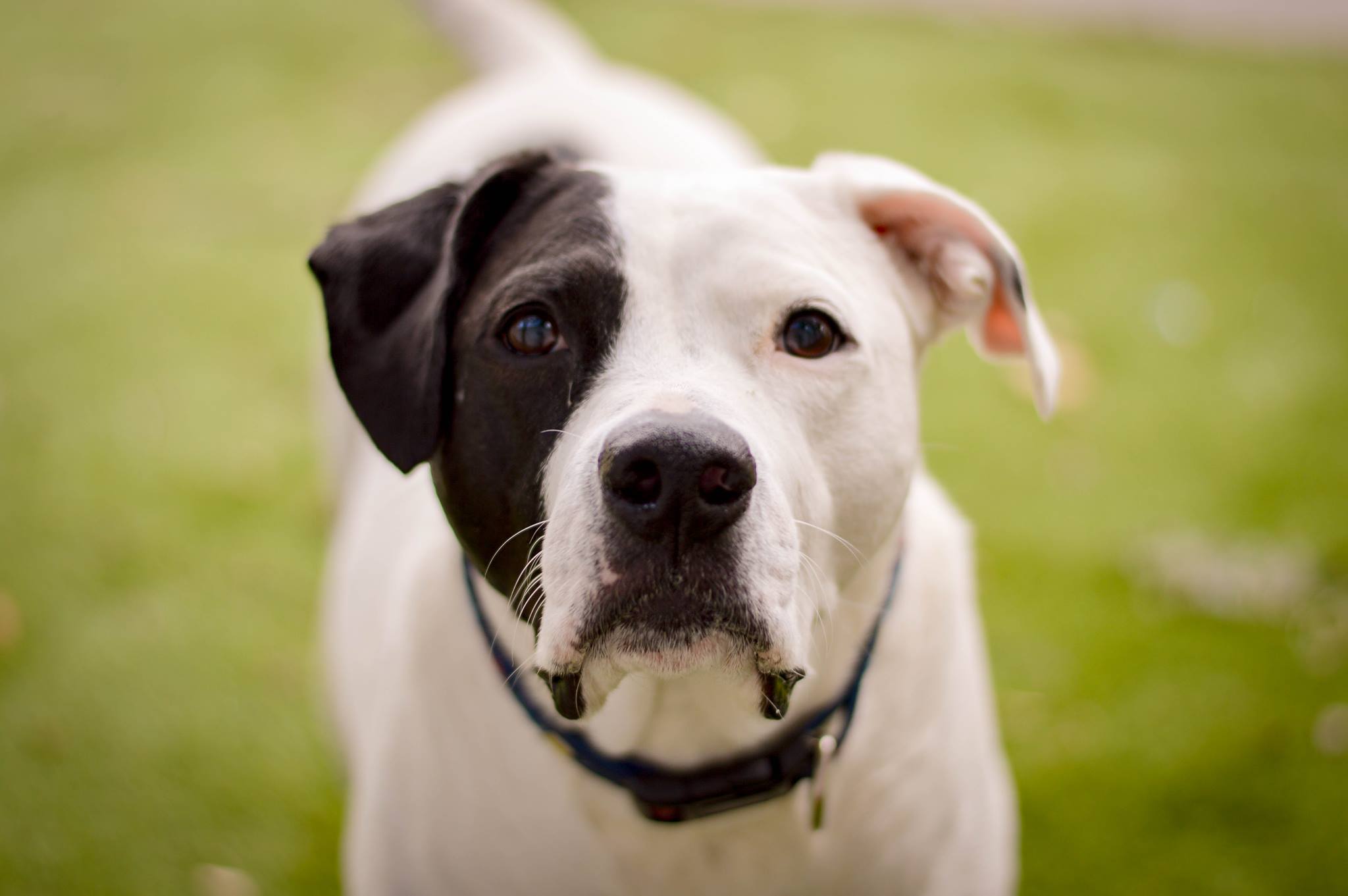 service single images