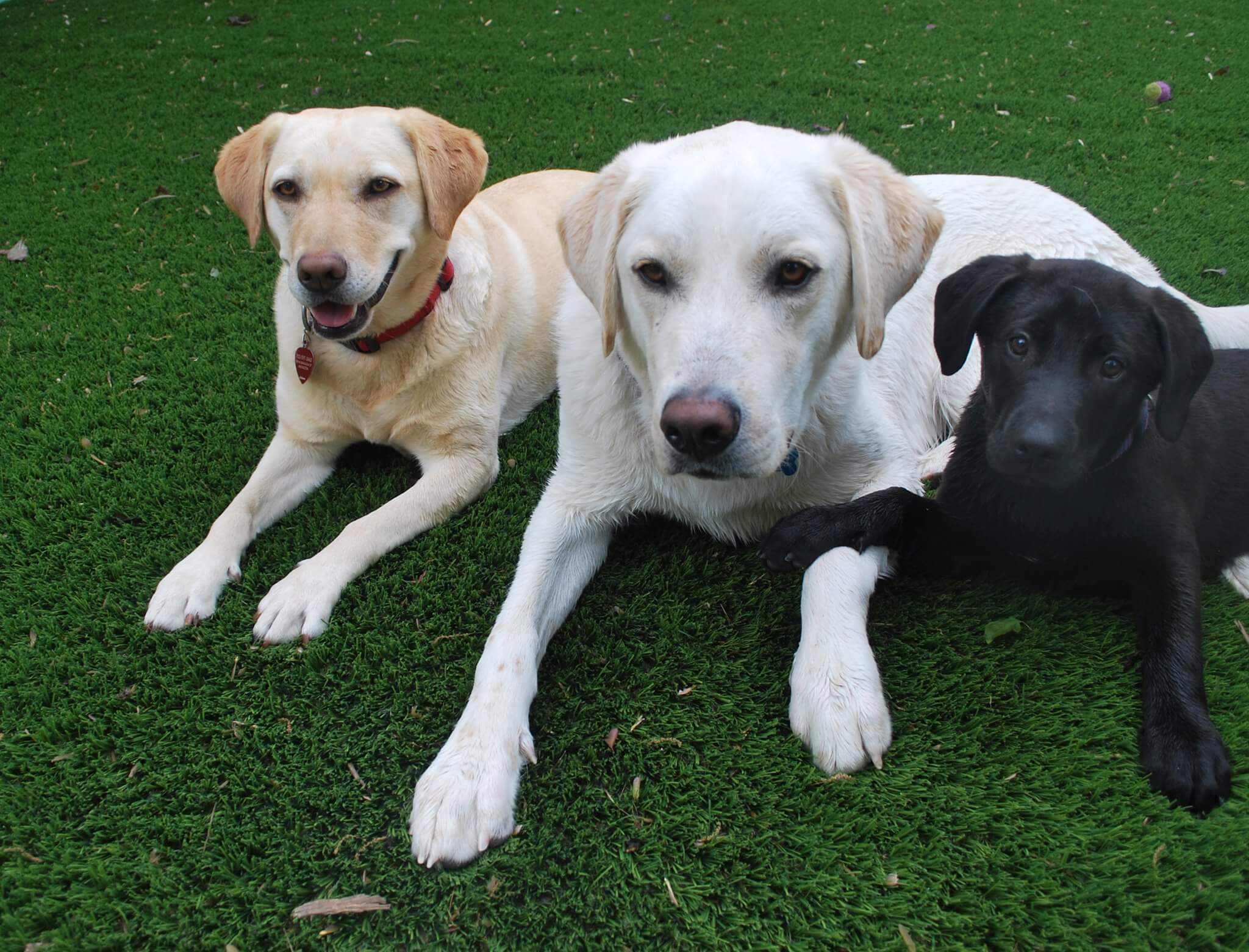 service single images