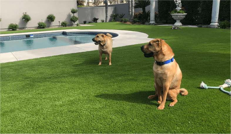 service single images